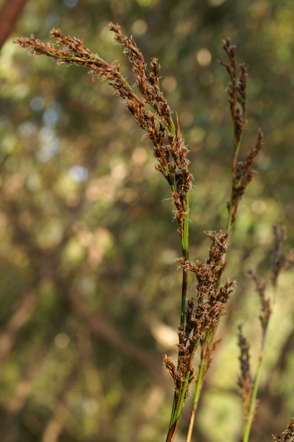 Baumea rubiginosa